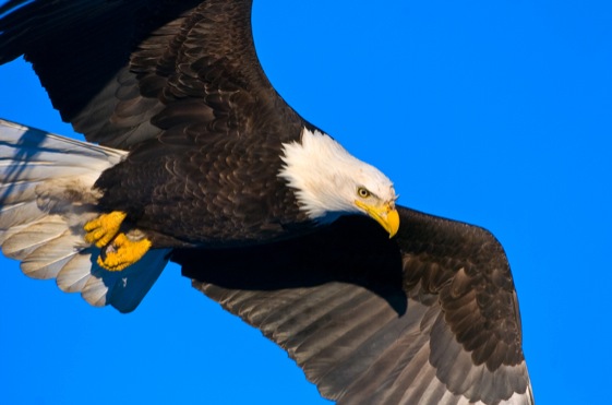 Imagem de capa - Visão e foco