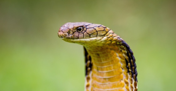 Imagem de capa - Minha filha, meu filho e o &#039;&#039;efeito cobra&#039;&#039;