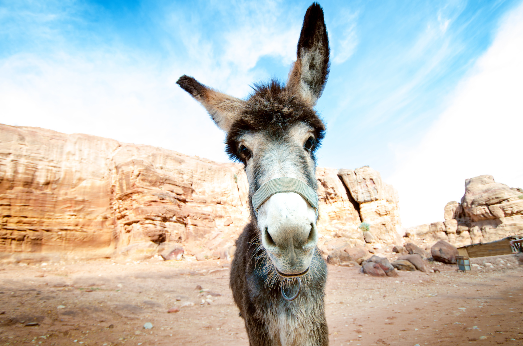 Donkey on a desert in Jordan national park &#8211; Wadi Rum desert. Travel photoshoot. Natural background.