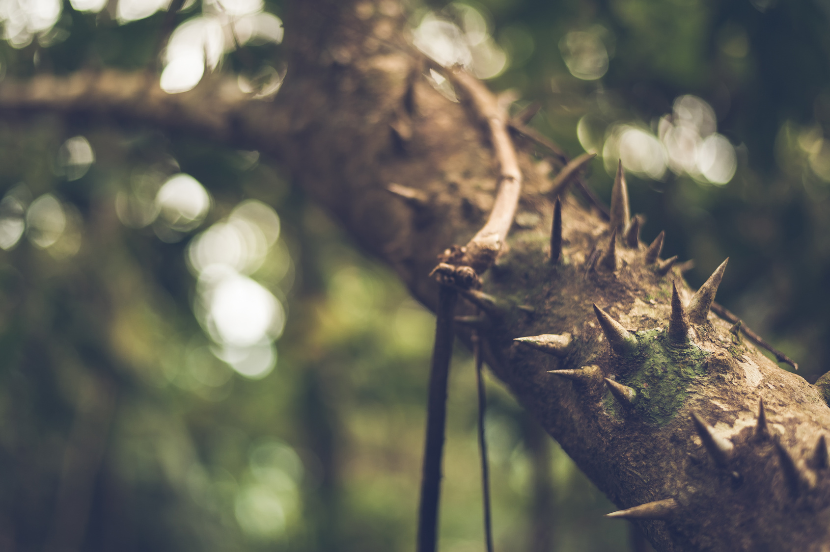 Thorn Tree with rainforests