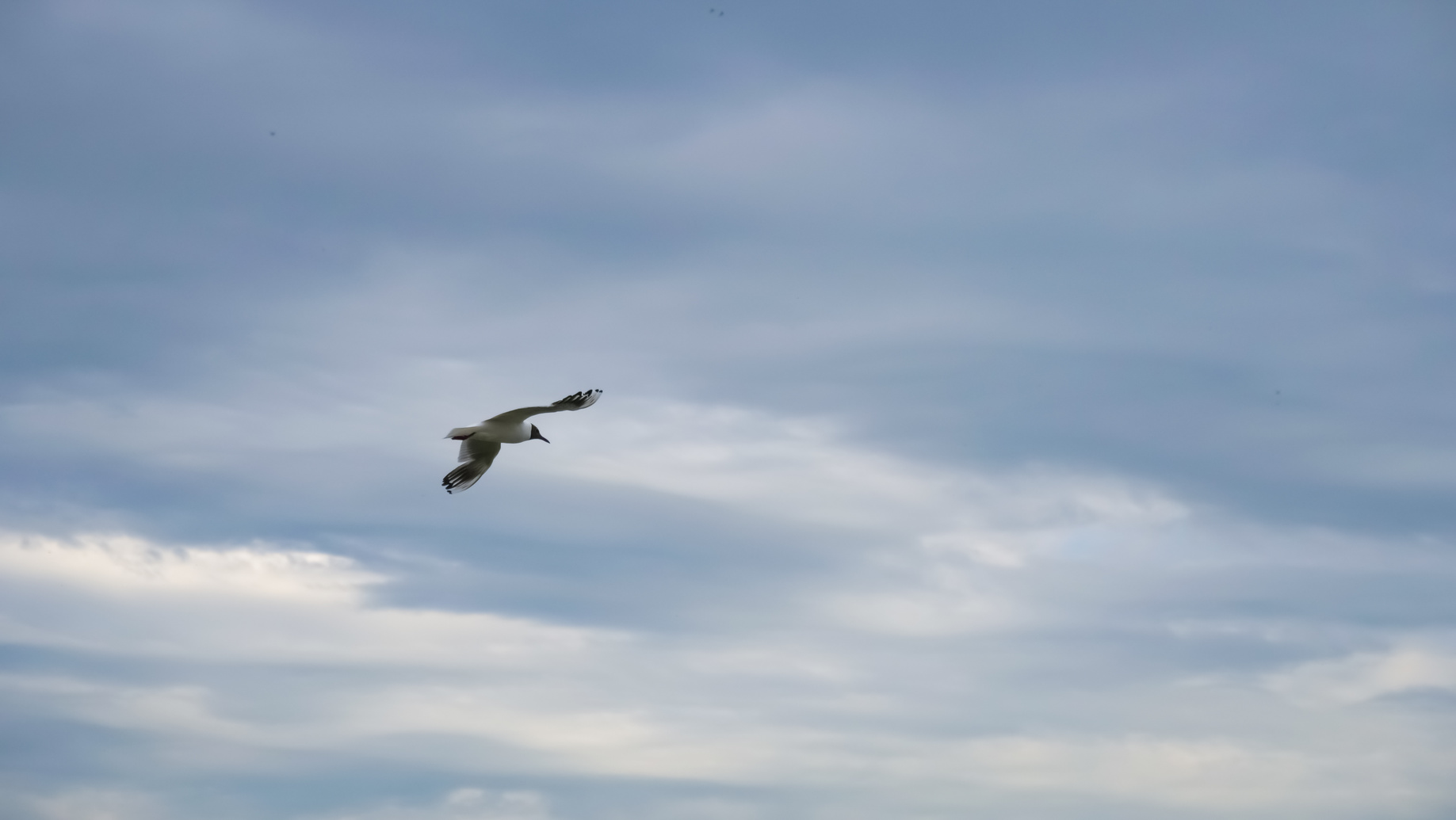 Seagull against the sky