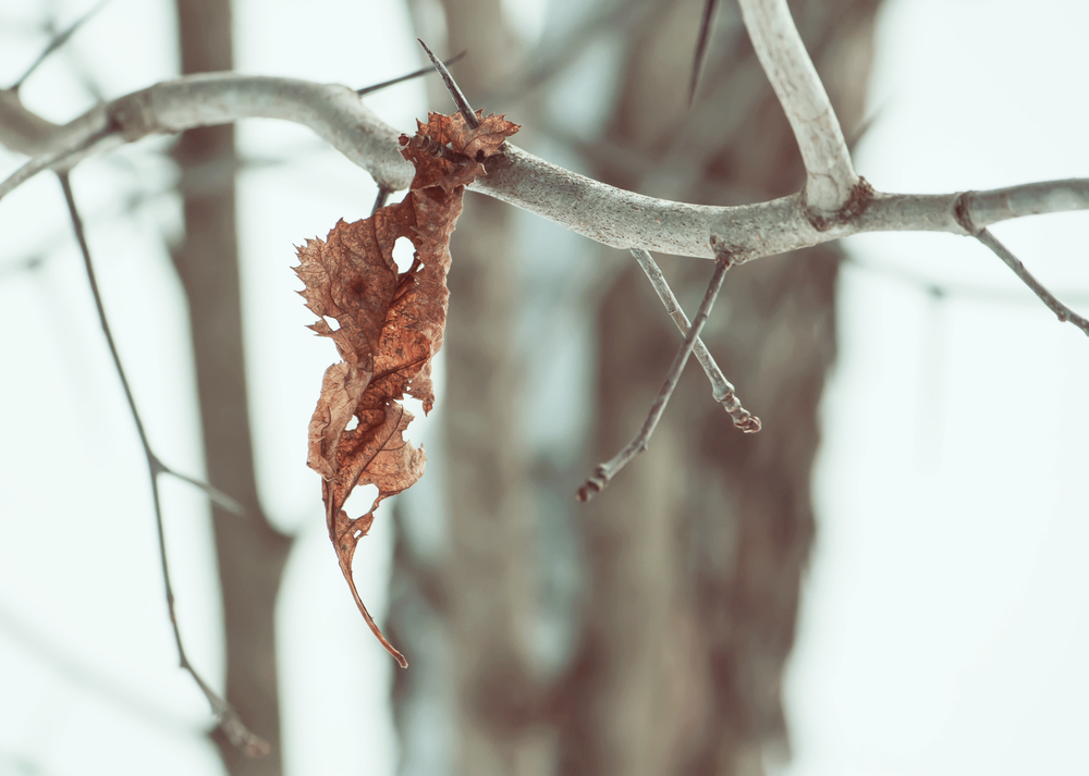 Imagem de capa - A fé sem obras é morta - 12/04/18