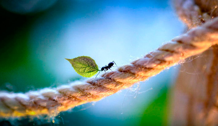 Imagem de capa - Os fortes e os fracos
