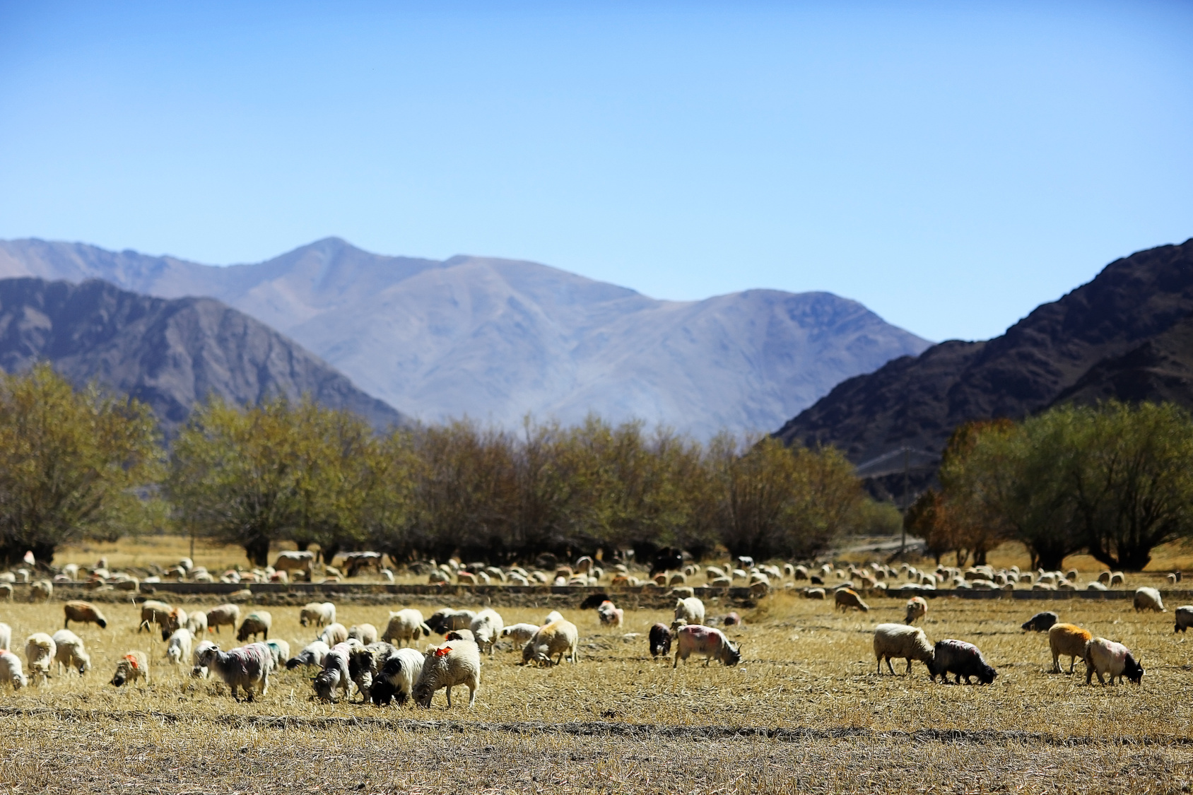 Imagem de capa - O apóstolo milionário