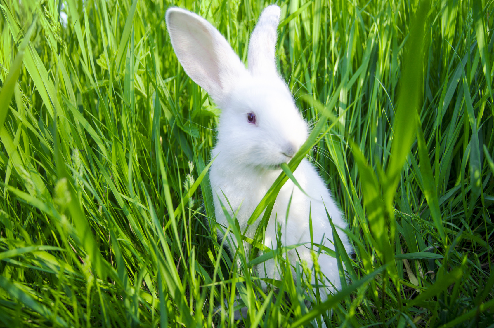 White rabbit stands on hind legs and eats grass