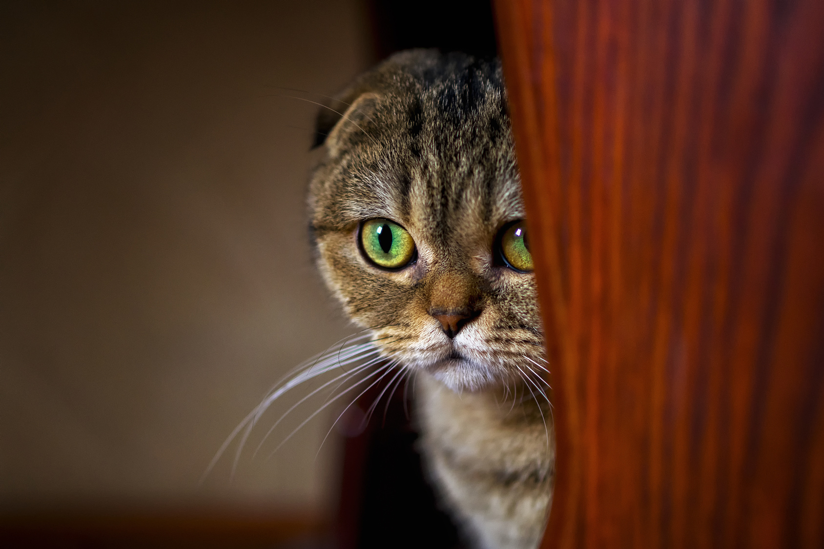 The Scottish fold cat.