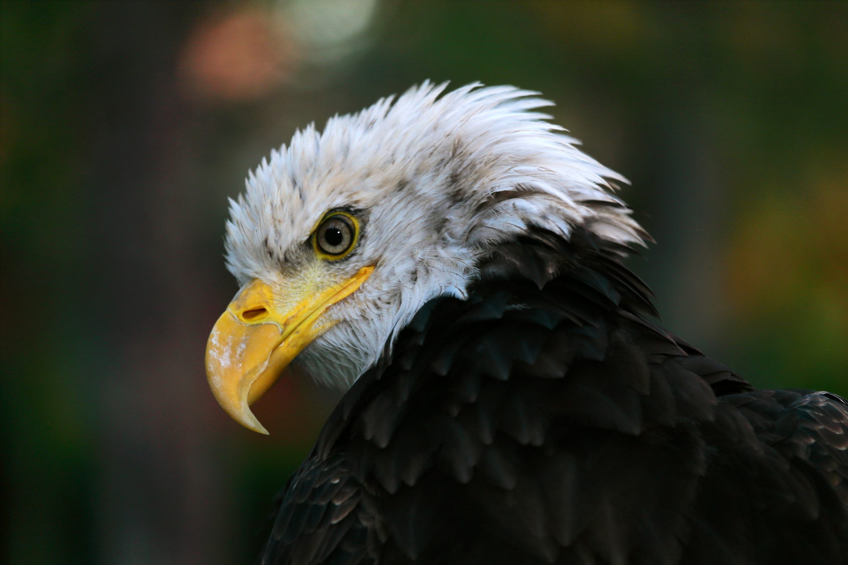 aquila pescatrice