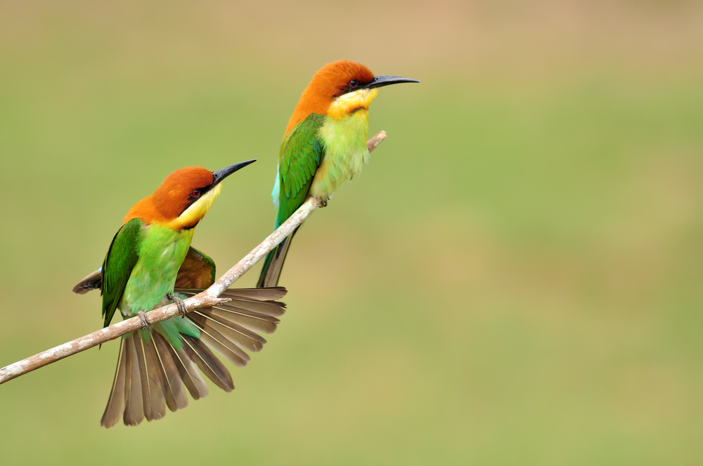 shutterstock_226767820