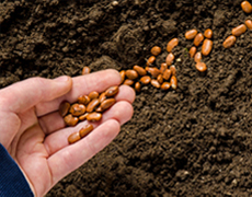 Imagem de capa - Сеяние