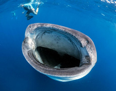 Imagem de capa - Большая рыба