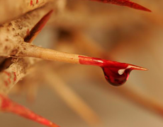 Imagem de capa - Заветная мечта