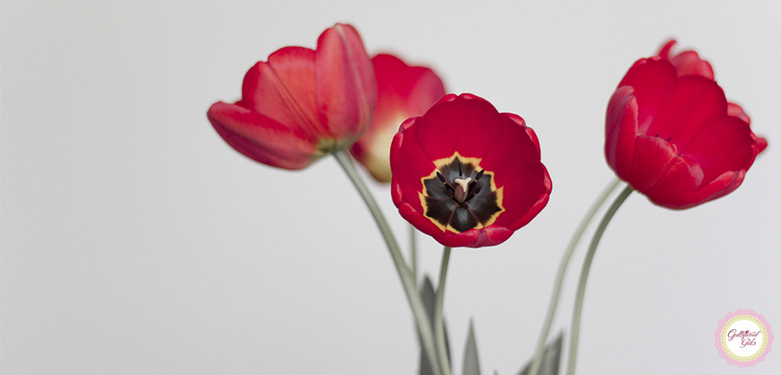 tulipa