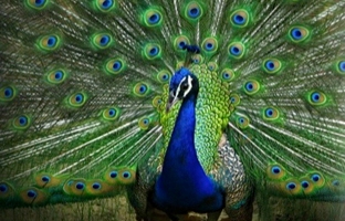 Imagem de capa - Due cure per l’orgoglio