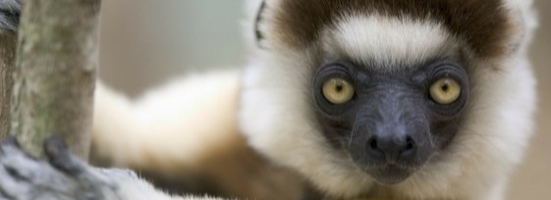 Imagem de capa - Servo ou filho?