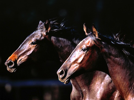 Imagem de capa - A presença que incomoda