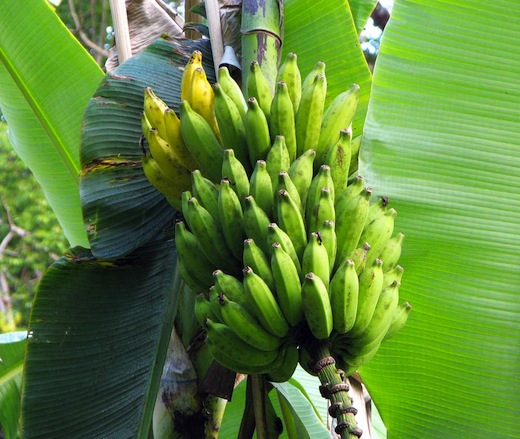 Banana-Tree