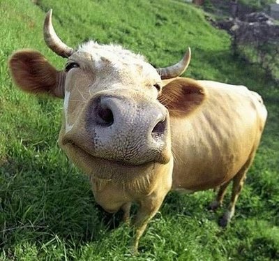 HappyCow