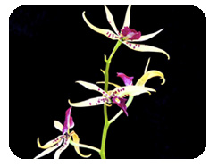 Imagem de capa - As 12 sementes mais nocivas