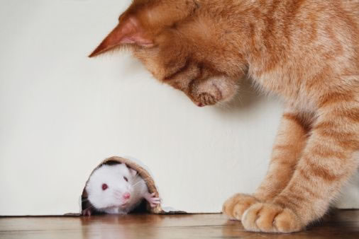 cat-mouse