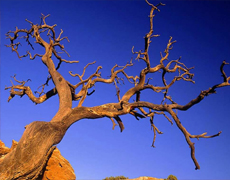 Imagem de capa - Revolta que faz secar