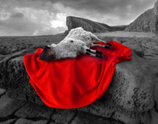 Imagem de capa - Sacrifício Vivo