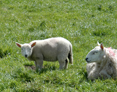 Imagem de capa - Orgulho e rebeldia