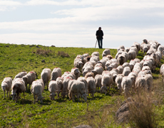 Imagem de capa - O presente de Jacó