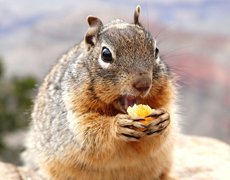 Imagem de capa - Tio Patinhas