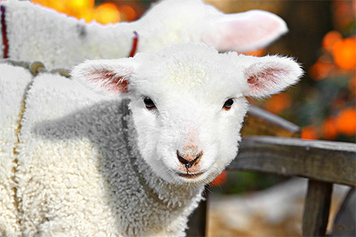 lamb_thumb