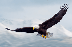 Imagem de capa - O exemplo da águia