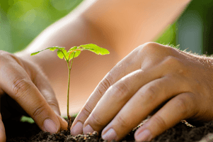 Imagem de capa - O velho e o rei