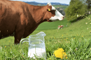 Imagem de capa - O leite da vaquinha