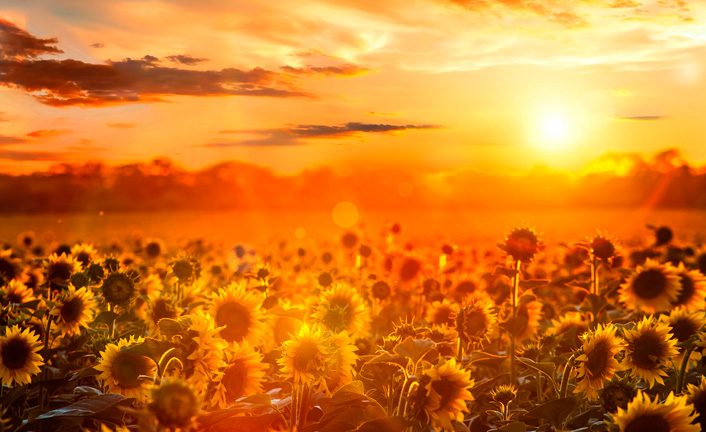 Imagem de capa - The sunflower’s lesson