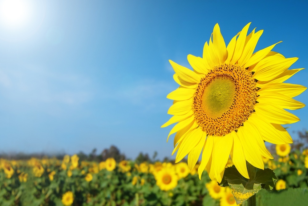 shutterstock_311752958