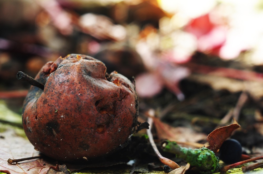 shutterstock_220591576