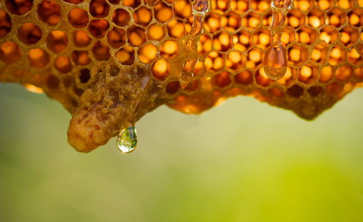 Imagem de capa - De onde vêm o Leite e o Mel
