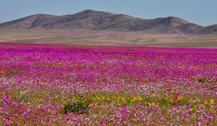 atacama-706&#215;410