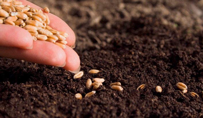Imagem de capa - Le serviteur et la semence