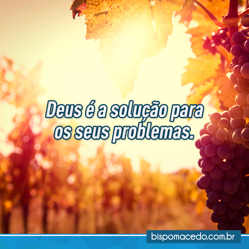 Cacho de uva com a luz do pôr do sol