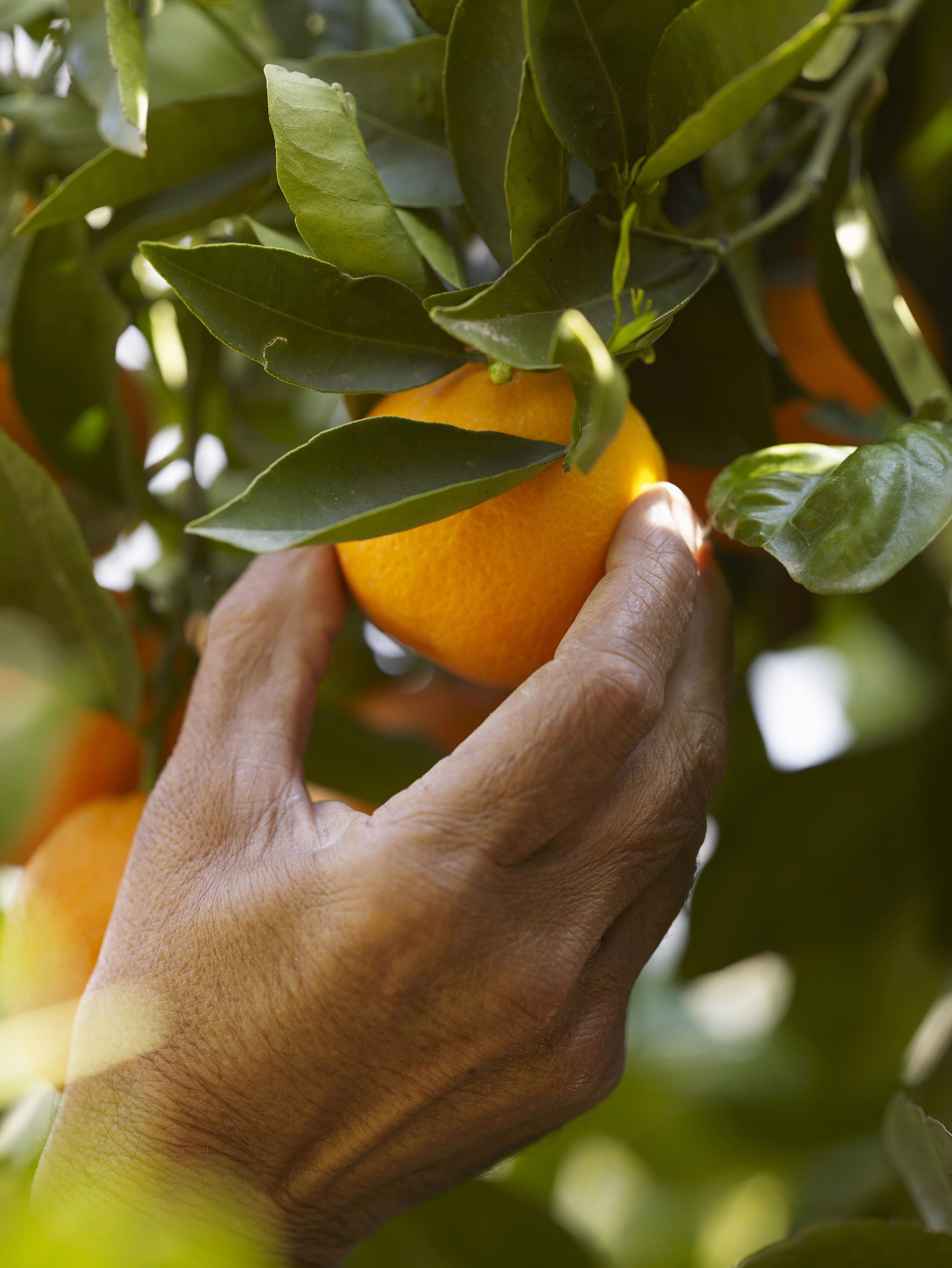 Senior man picking orange, close-up