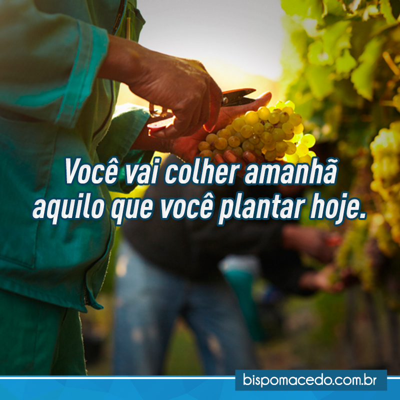 Pessoa colhendo uvas das videiras