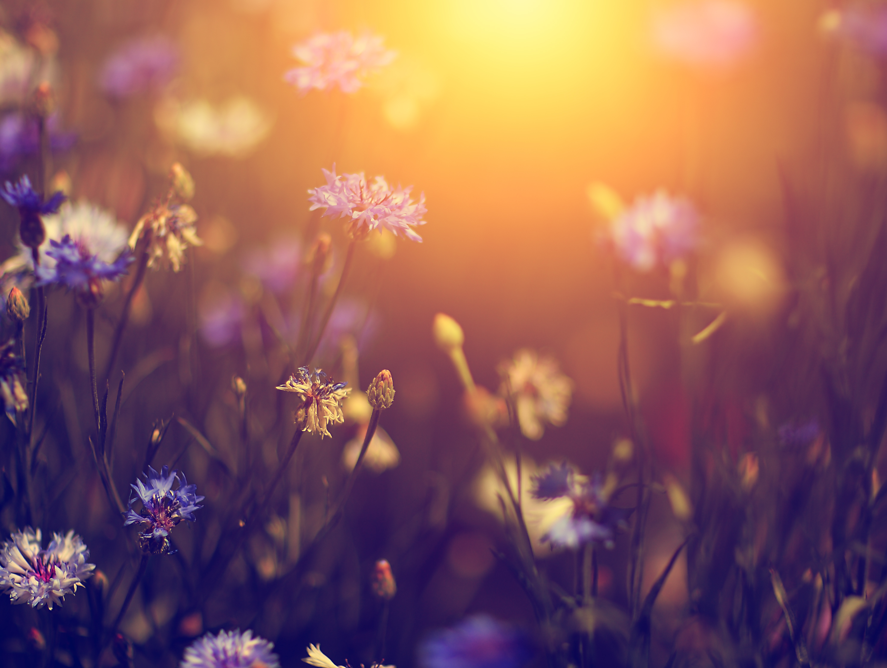 shutterstock_155330318