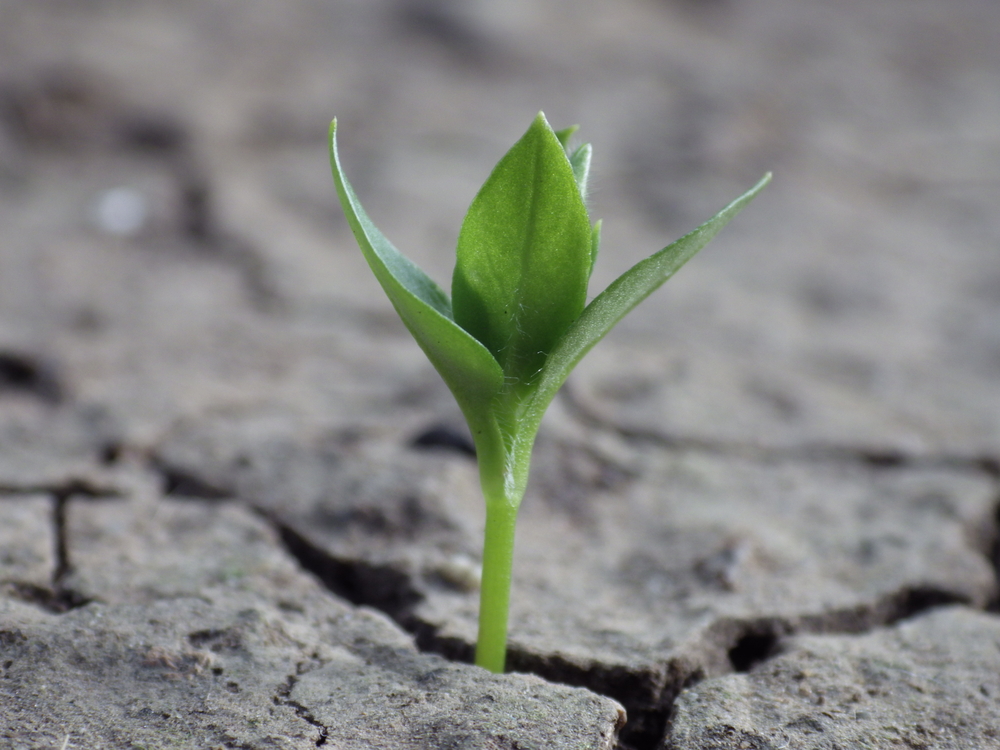 shutterstock_410849254