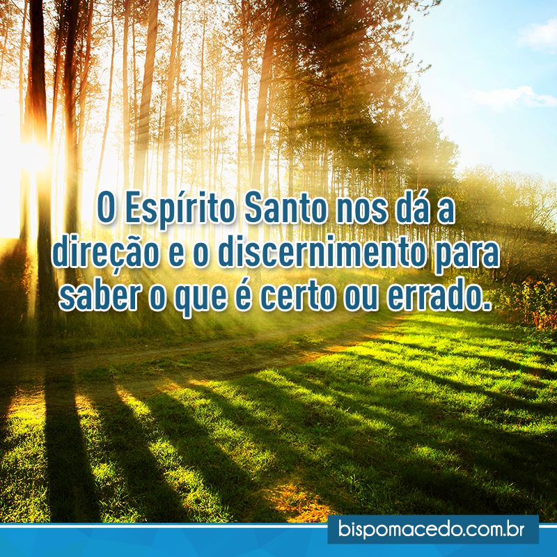 Raios de sol entre as árvores