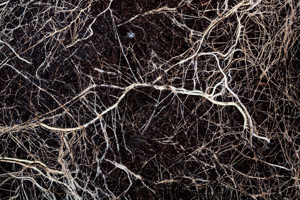 shutterstock_425217700