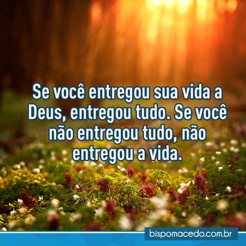 Campo com flores coloridas e com o sol raiando