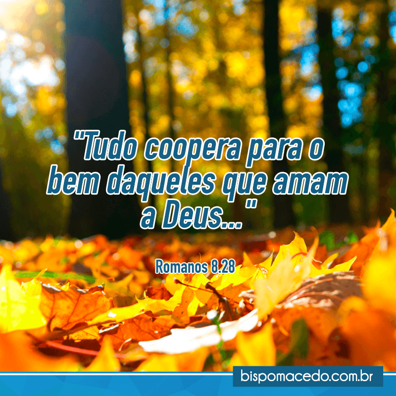 Folhas de árvores caídas no chão