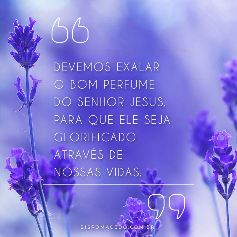 Flores lilás no campo