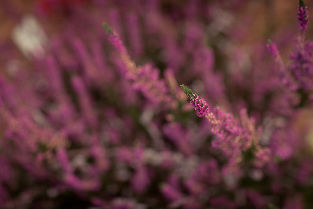 shutterstock_530089843