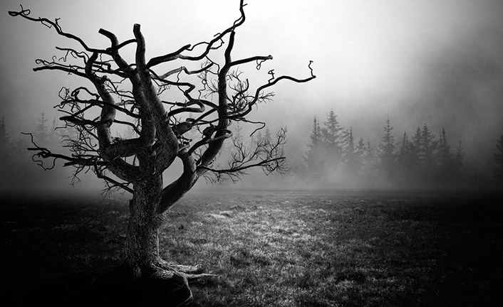 Imagem de capa - Árvore da Morte